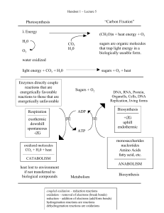 Photosynthesis “Carbon Fixation” λ Energy H20 O2 water oxidized