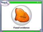 Fossil evidence