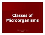 HSII 2.02 Classes of Microorganisms