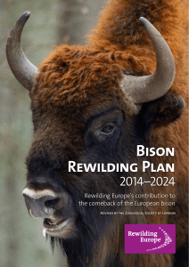 Bison Rewilding Plan