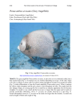 Pomacanthus arcuatus (Grey Angelfish)