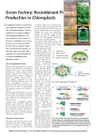 Green Factory: Recombinant Protein Production in Chloroplasts
