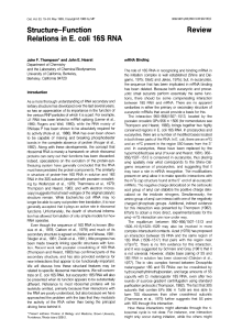 Structure-Function Relations in E. coli 16s RNA