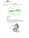 Photosynthesis Draw and label a diagram showing the structure of a