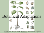 Botany: the study of plants Botanical: of or relating to plants