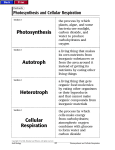 Photosynthesis Autotroph Heterotroph Cellular Respiration