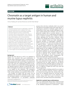 Chromatin as a target antigen in human and murine lupus nephritis