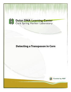 Detecting a Transposon in Corn