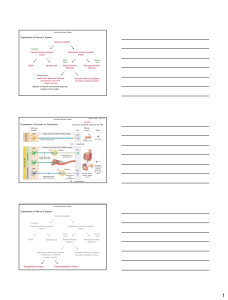 Nervous system Central nervous system Peripheral nervous system