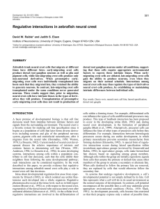 Regulative interactions in zebrafish neural crest