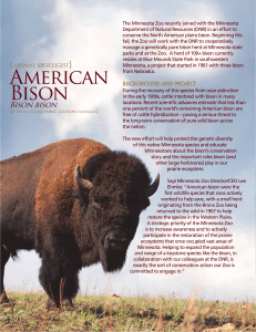 American Bison - Minnesota Zoo