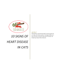 10 signs of heart disease in cats