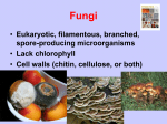 • Eukaryotic, filamentous, branched, spore