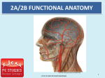 Functional Anatomy - PE Studies Revision Seminars