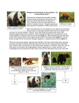 Background information on the question: “Do Pandas