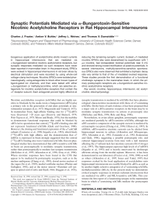 Synaptic Potentials Mediated via