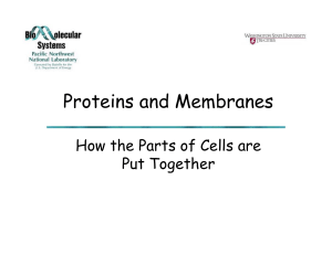 Protein Folding and Membrane Structure