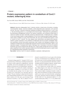 Protein expression pattern in cerebellum of Cav2.1 mutant, tottering