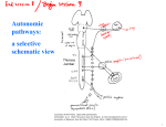 9.14 Lecture 9: Autonomic nervous system. Differentiation of the
