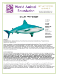 shark fact sheet - World Animal Foundation