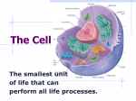 The Cell - MrsWhittsweb