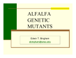 alfalfa genetic mutants - Medicago Genetic Reports