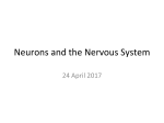 Neurons and the Nervous System