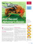 Fruit flies and Alzheimer`s disease