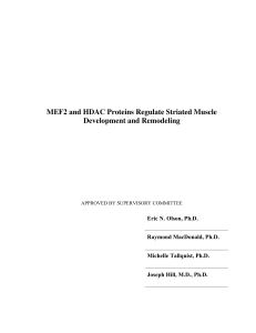 MEF2 and HDAC Proteins Regulate Striated Muscle