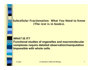 Subcellular Fractionation: What You Need to Know