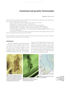 Commensal and parasitic Chironomidae