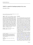 OsDMC1 is required for homologous pairing in Oryza sativa