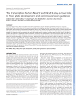 The transcription factors Nkx2.2 and Nkx2.9 play a