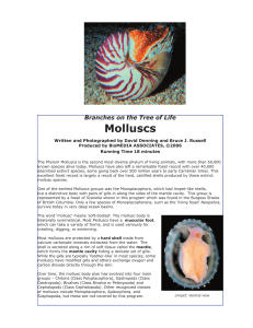 Branches on the Tree of Life: Molluscs