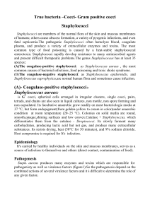 True bacteria –Cocci- Gram positive cocci Staphylococci (A