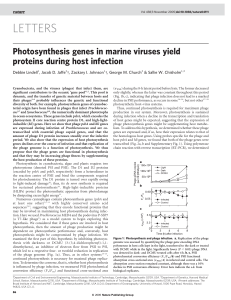 Photosynthesis genes in marine viruses yield proteins during host