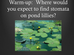 Warm-up: Where would you expect to find stomata on pond lillies?