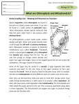 What are Chloroplasts and Mitochondria11912