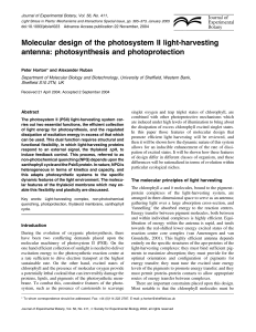 Molecular design of the photosystem II light