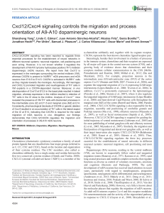 Cxcl12/Cxcr4 signaling controls the migration and