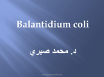 Genus Balantidium