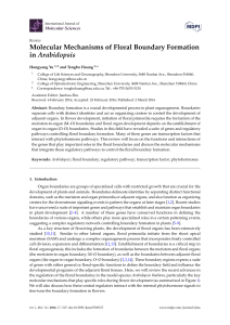 Molecular Mechanisms of Floral Boundary Formation in Arabidopsis