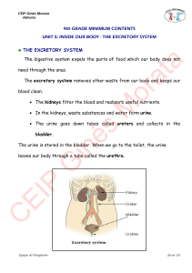 THE EXCRETORY SYSTEM THE EXCRETORY SYSTEM The