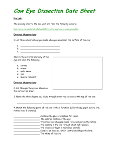 Cow Eye Dissection Data Sheet