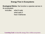 Energy Flow in Ecosystems Ecological Niche: the function a species