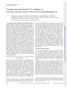Vasopressin-stimulated Ca2 spiking in vascular smooth muscle cells