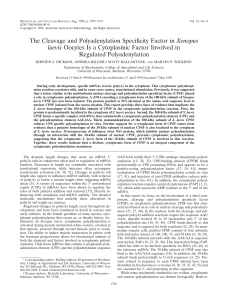 The Cleavage and Polyadenylation Specificity Factor in Xenopus