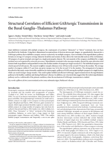 Structural Correlates of Efficient GABAergic Transmission in the
