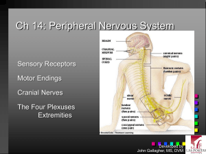 Ch 14: Spinal Cord and Spinal Nerves