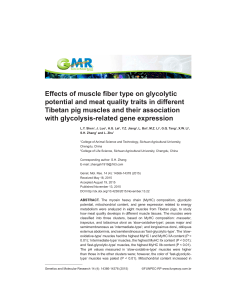 Effects of muscle fiber type on glycolytic potential and